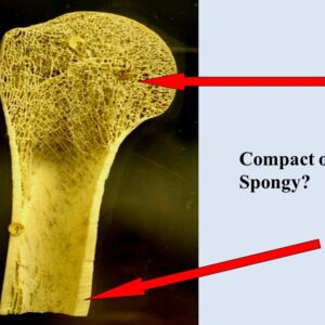 BONE CHECKUP