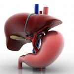 Liver function test